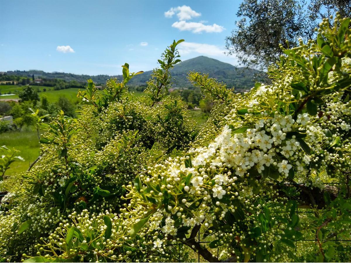 Le Piracante Caiazzo Dış mekan fotoğraf