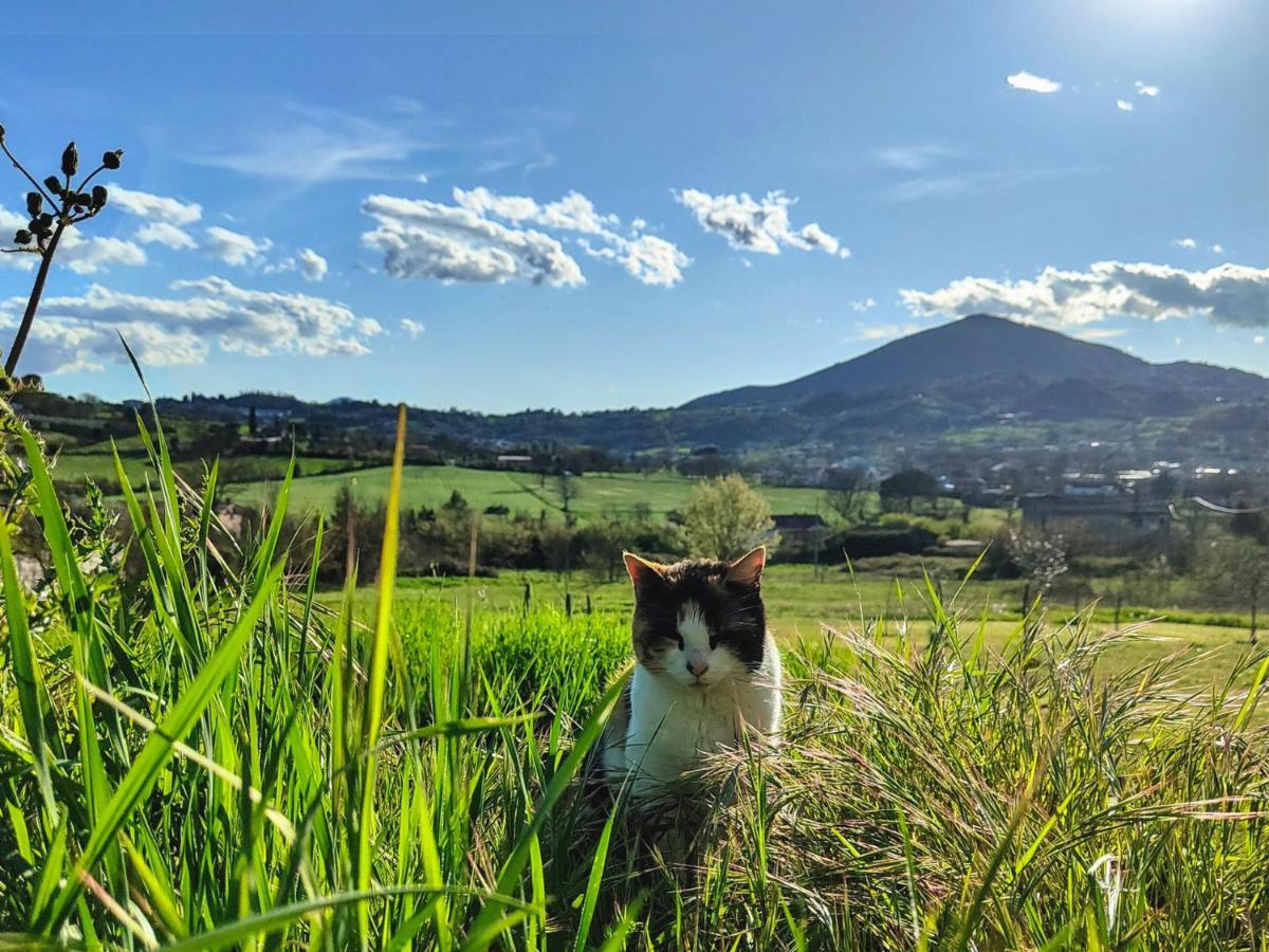 Le Piracante Caiazzo Dış mekan fotoğraf
